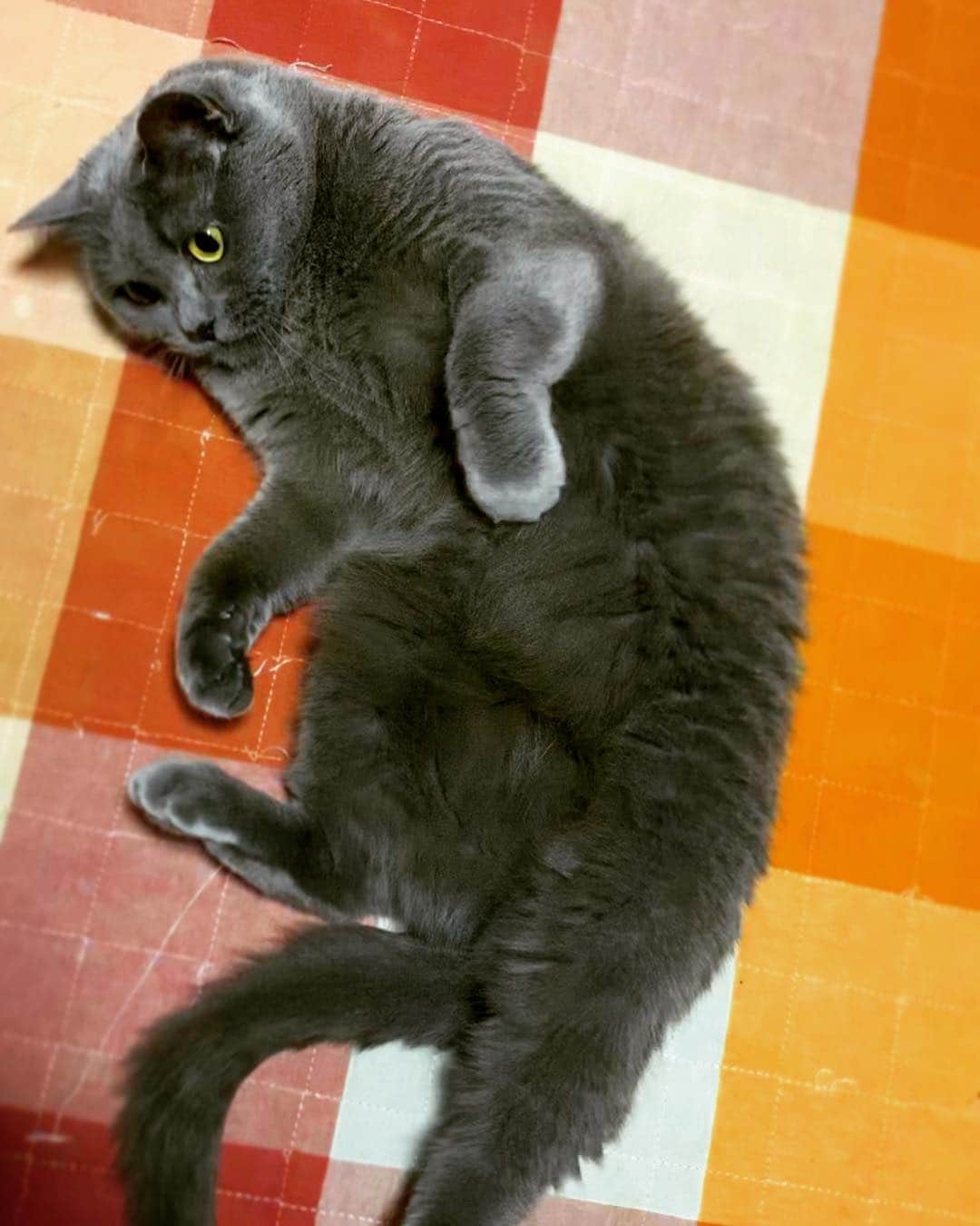 チキン南蛮カレーのルウ王子のグルメインスタ