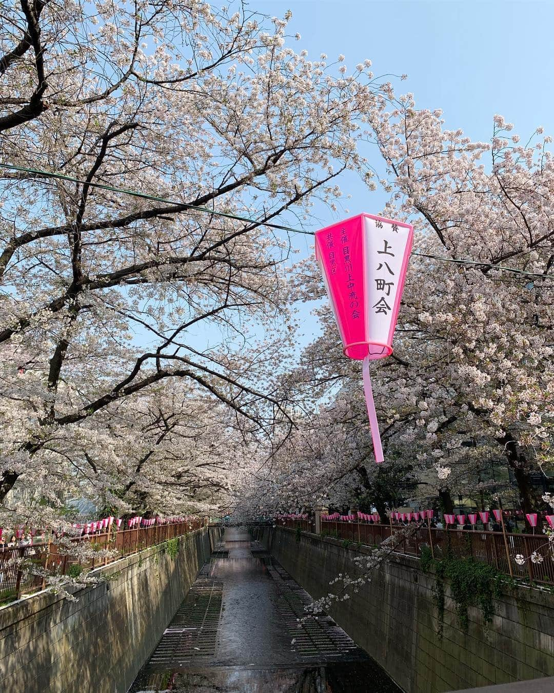 森直美さんのインスタグラム写真 - (森直美Instagram)「静岡は冷たい雨☂️桜ふんばれー！まだ終わりたくない楽しいお花見の日々🌸🌙🍻 #お花見#桜#目黒川#近所の公園#駿府城公園」4月10日 10時47分 - naomi_mori63