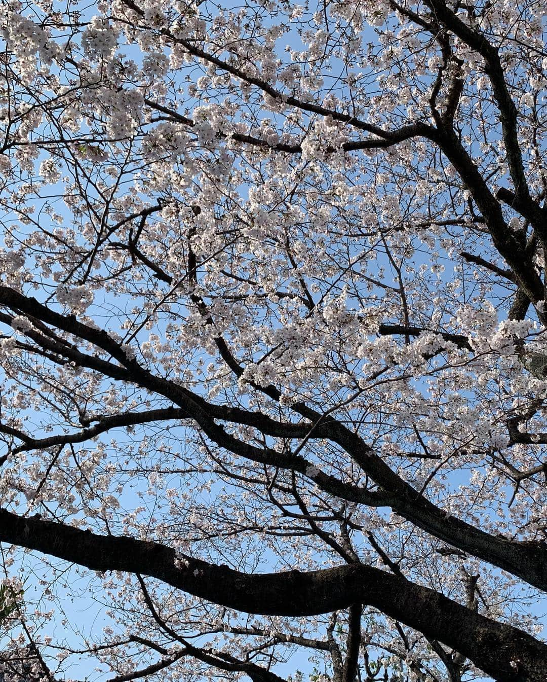 森直美さんのインスタグラム写真 - (森直美Instagram)「静岡は冷たい雨☂️桜ふんばれー！まだ終わりたくない楽しいお花見の日々🌸🌙🍻 #お花見#桜#目黒川#近所の公園#駿府城公園」4月10日 10時47分 - naomi_mori63