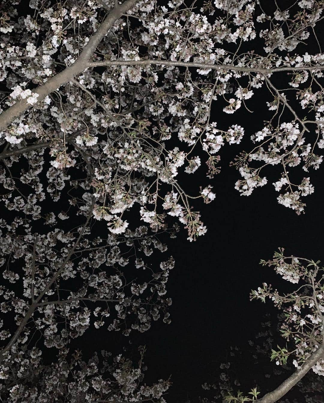 森直美さんのインスタグラム写真 - (森直美Instagram)「静岡は冷たい雨☂️桜ふんばれー！まだ終わりたくない楽しいお花見の日々🌸🌙🍻 #お花見#桜#目黒川#近所の公園#駿府城公園」4月10日 10時47分 - naomi_mori63