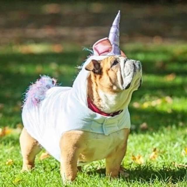 Bodhi & Butters & Bubbahさんのインスタグラム写真 - (Bodhi & Butters & BubbahInstagram)「A wild bullicorn in its natural habitat! . . . . #unicorn #nationalunicornday #magic #wild #bulldog #puppy #cute @bulldogs_of_the_burbs」4月10日 10時54分 - keonistuff