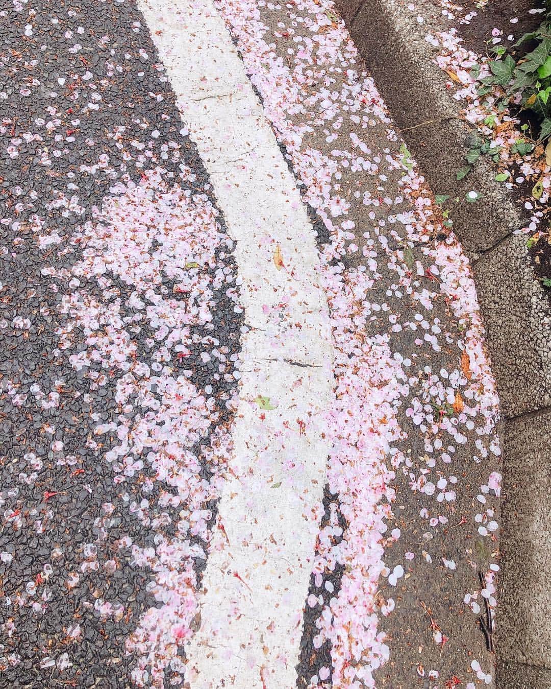 阿部桃子さんのインスタグラム写真 - (阿部桃子Instagram)「散らされていく🌸🌧 #桜 #花散らし #雨 #rain #cherryblossom #rainy」4月10日 10時57分 - abemomoko_official