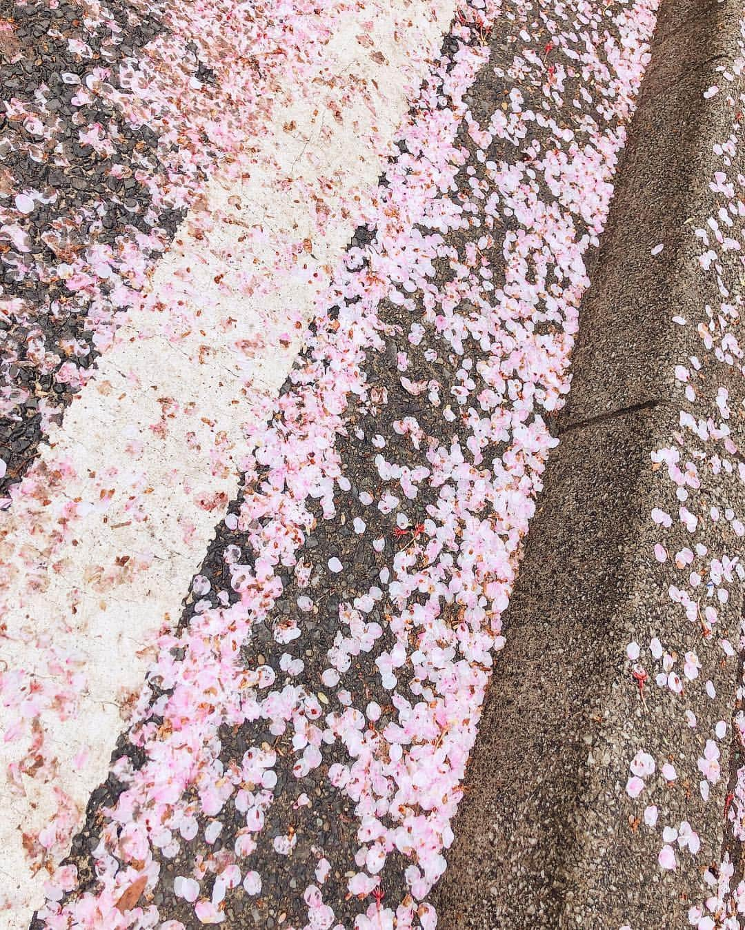 阿部桃子さんのインスタグラム写真 - (阿部桃子Instagram)「散らされていく🌸🌧 #桜 #花散らし #雨 #rain #cherryblossom #rainy」4月10日 10時57分 - abemomoko_official