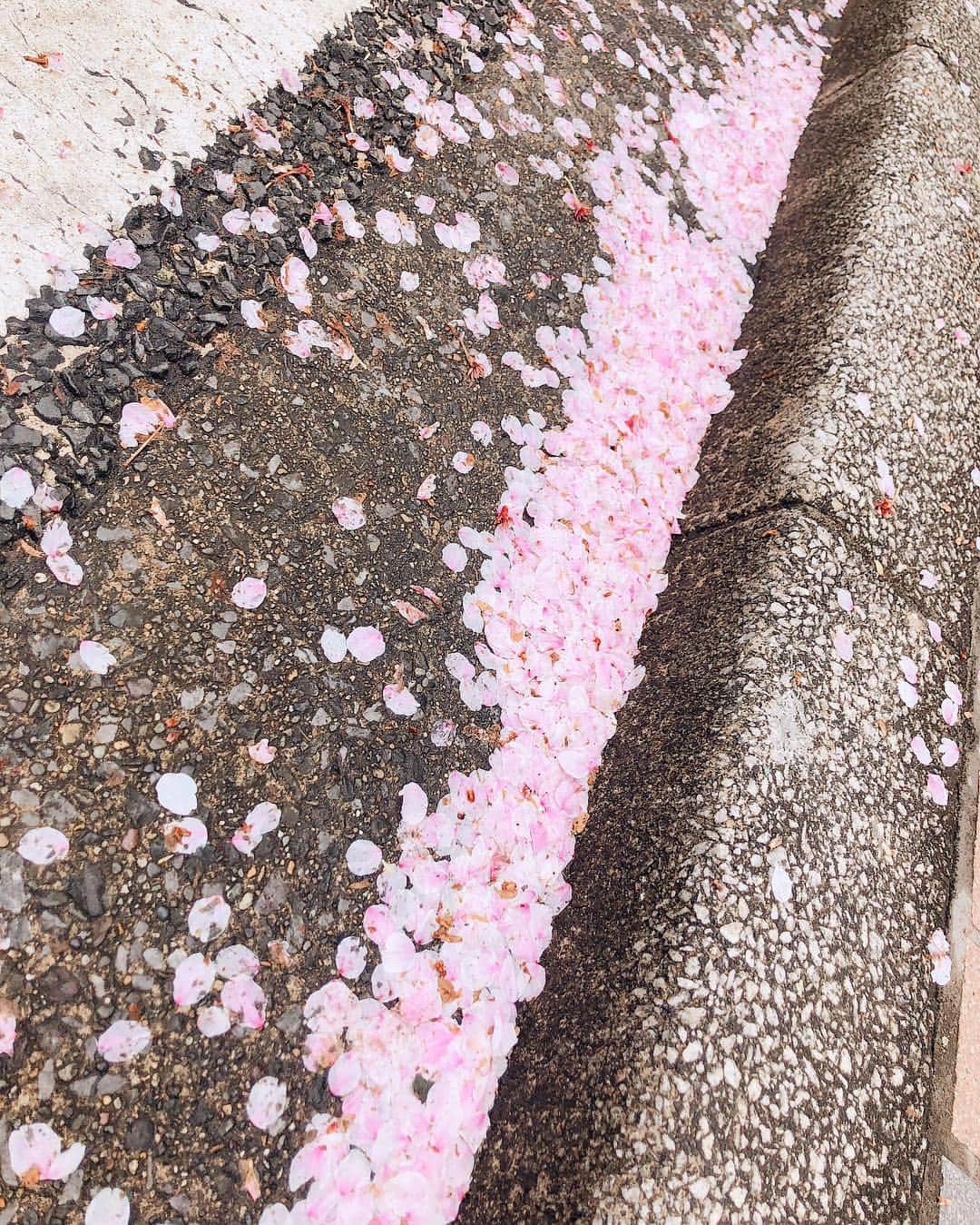 阿部桃子さんのインスタグラム写真 - (阿部桃子Instagram)「散らされていく🌸🌧 #桜 #花散らし #雨 #rain #cherryblossom #rainy」4月10日 10時57分 - abemomoko_official