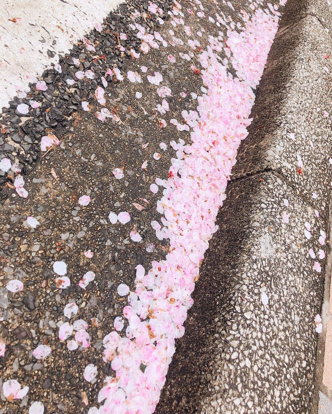 阿部桃子のインスタグラム：「散らされていく🌸🌧 #桜 #花散らし #雨 #rain #cherryblossom #rainy」