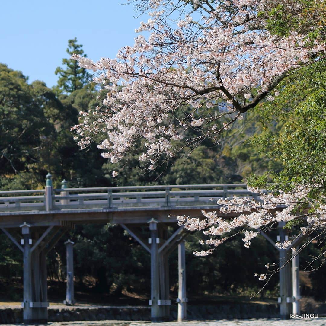 伊勢神宮さんのインスタグラム写真 - (伊勢神宮Instagram)「isejingu.official #伊勢神宮 #神宮 #神社 #心のふるさと #内宮 #宇治橋 #春 #桜 #ISEJINGU #JINGU #SOUL_of_JAPAN #Japan #Jinja #Shinto #Naiku #Ujibashi_Bridge #Spring #Cherry_Blossoms」4月10日 11時00分 - isejingu.official