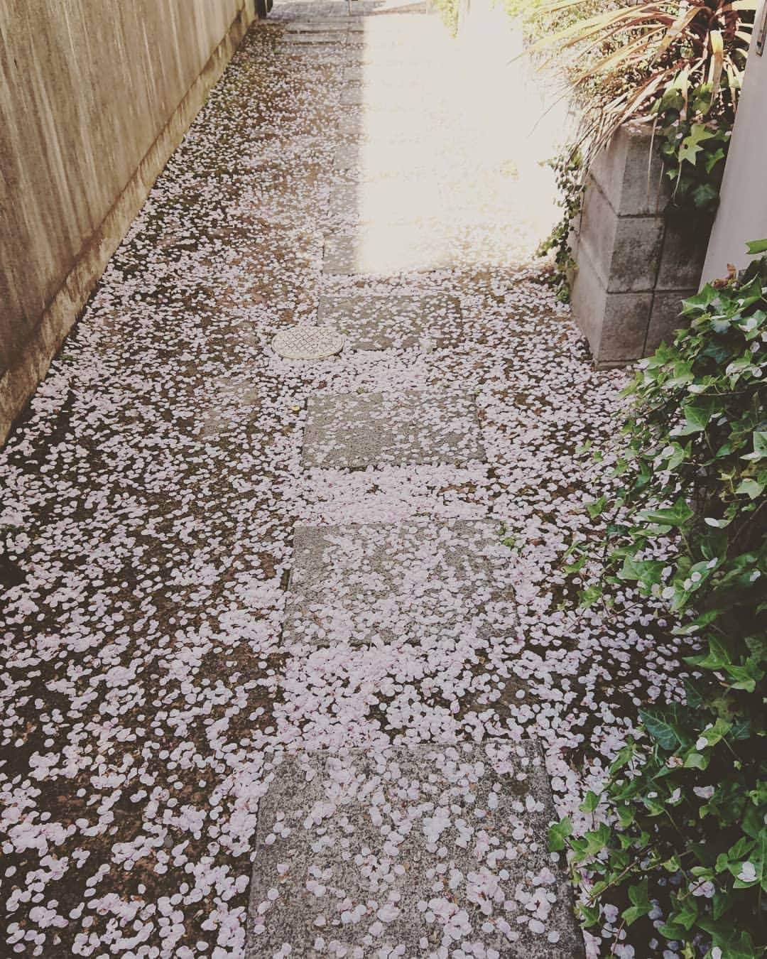 多和田えみさんのインスタグラム写真 - (多和田えみInstagram)「昨日の桜のじゅうたん🌸  雨が降ったら散ってしまう。。😭😭😭☔」4月10日 11時16分 - tawata_emi