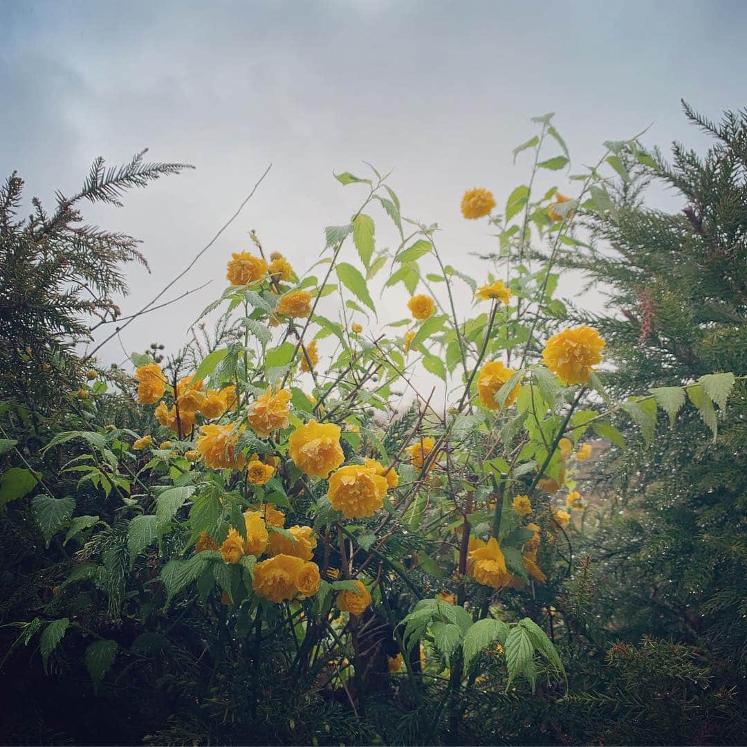 クリス智子さんのインスタグラム写真 - (クリス智子Instagram)「朝、ちょっと近道の方を通ったら、 黄色い薔薇に遭遇。 雨は、花を美しくするなぁ。 気持ちよさそうでした。（想像）  今日は寒いし、雨だし、 じっとしていたい気もしますが、 気持ち 縮こまらず、 今日もまいりま〜す。  余談ですが、 ここにきて、わたくし、豆乳が好きになり始めました。」4月10日 11時17分 - chris_tomoko