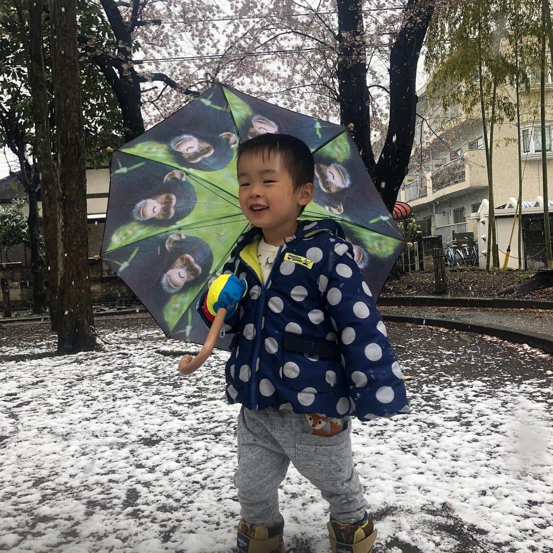 羽村亜美さんのインスタグラム写真 - (羽村亜美Instagram)「みぞれ程度だと思っていたら けっこうな大粒で積もっています。笑  #雪と桜 #息子大喜び #4月の雪」4月10日 11時23分 - amihamura