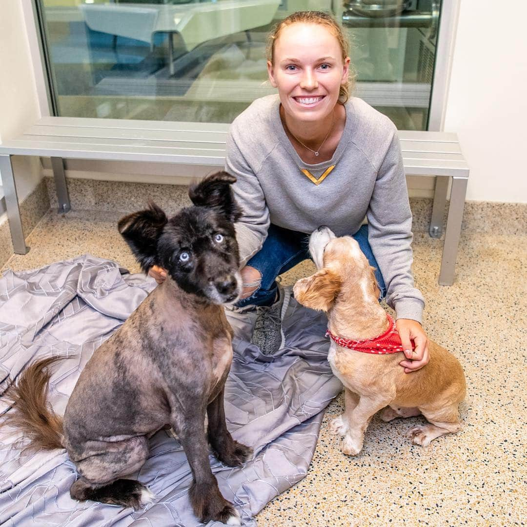 CarolineWozniackiさんのインスタグラム写真 - (CarolineWozniackiInstagram)「Great day at @miamianimalserv meeting the adorable pets for adoption. Swipe left to see some of my favorite pups from today, & please stop by the shelter to adopt and save a life! There are hundreds of sweet dogs and cats waiting for loving homes. Thanks to the Miami Open for the donation of tennis balls for the dogs, they loved them!!! 📷 @sit.snap.save #AdoptDontShop #MiamiDadeAnimalServices」4月10日 11時35分 - carowozniacki