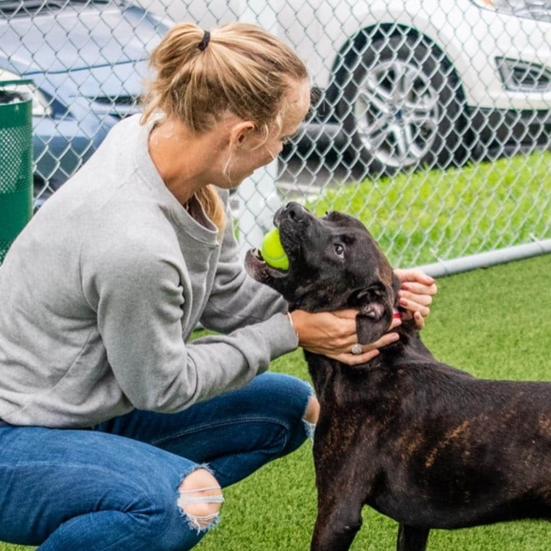 CarolineWozniackiさんのインスタグラム写真 - (CarolineWozniackiInstagram)「Great day at @miamianimalserv meeting the adorable pets for adoption. Swipe left to see some of my favorite pups from today, & please stop by the shelter to adopt and save a life! There are hundreds of sweet dogs and cats waiting for loving homes. Thanks to the Miami Open for the donation of tennis balls for the dogs, they loved them!!! 📷 @sit.snap.save #AdoptDontShop #MiamiDadeAnimalServices」4月10日 11時35分 - carowozniacki