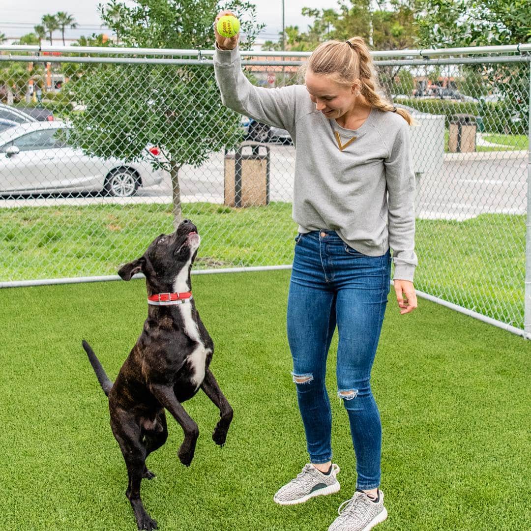 CarolineWozniackiさんのインスタグラム写真 - (CarolineWozniackiInstagram)「Great day at @miamianimalserv meeting the adorable pets for adoption. Swipe left to see some of my favorite pups from today, & please stop by the shelter to adopt and save a life! There are hundreds of sweet dogs and cats waiting for loving homes. Thanks to the Miami Open for the donation of tennis balls for the dogs, they loved them!!! 📷 @sit.snap.save #AdoptDontShop #MiamiDadeAnimalServices」4月10日 11時35分 - carowozniacki