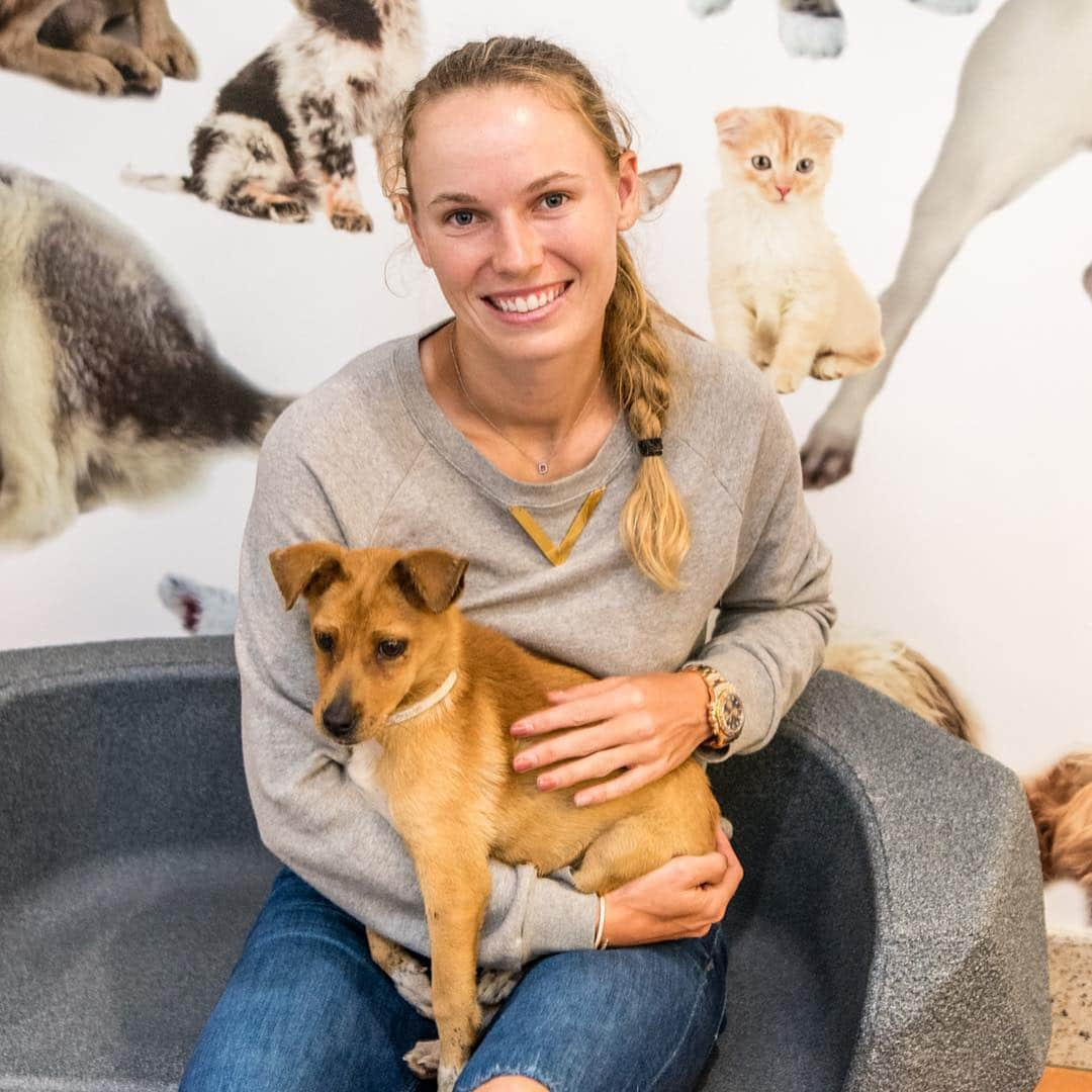 CarolineWozniackiさんのインスタグラム写真 - (CarolineWozniackiInstagram)「Great day at @miamianimalserv meeting the adorable pets for adoption. Swipe left to see some of my favorite pups from today, & please stop by the shelter to adopt and save a life! There are hundreds of sweet dogs and cats waiting for loving homes. Thanks to the Miami Open for the donation of tennis balls for the dogs, they loved them!!! 📷 @sit.snap.save #AdoptDontShop #MiamiDadeAnimalServices」4月10日 11時35分 - carowozniacki