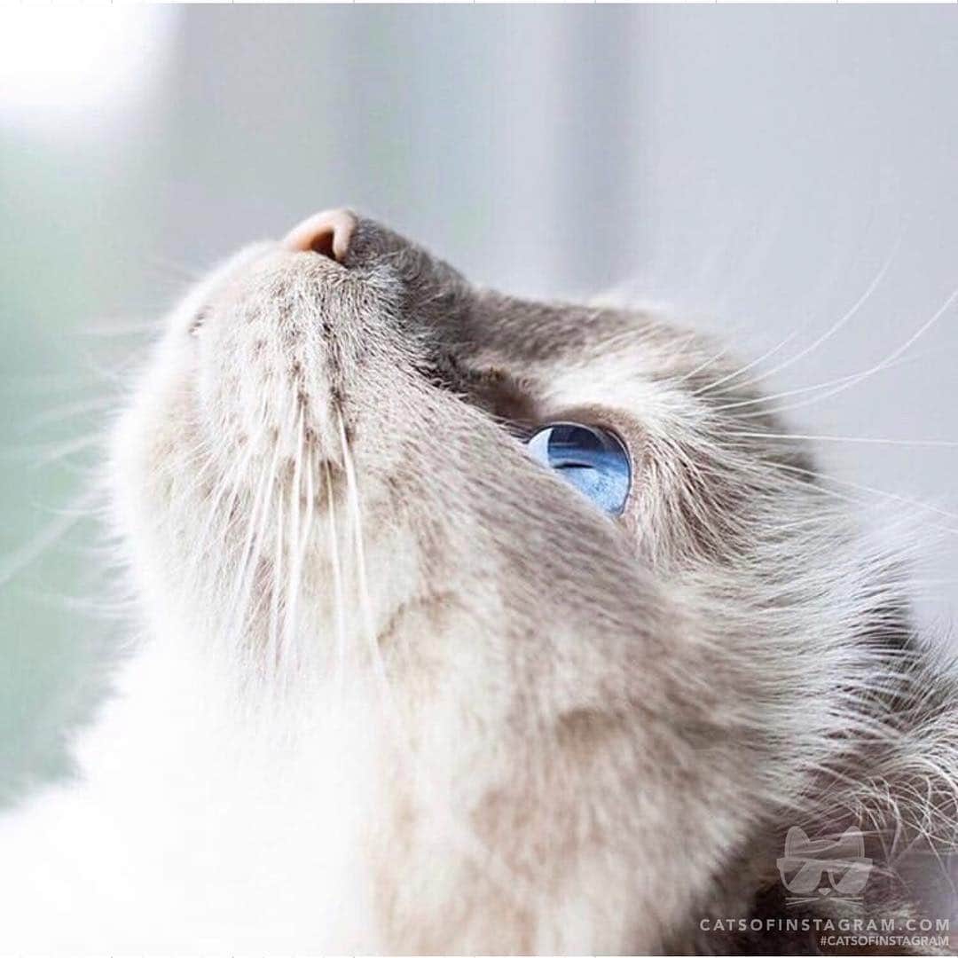 Cats of Instagramさんのインスタグラム写真 - (Cats of InstagramInstagram)「From @thebirmantwins: “Who else can see the world in these eyes? 😻” #catsofinstagram」4月10日 11時48分 - cats_of_instagram