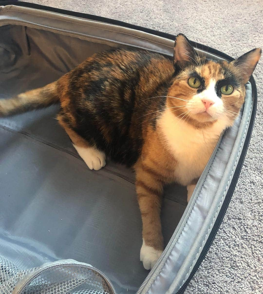 リリーさんのインスタグラム写真 - (リリーInstagram)「So which side of your suitcase would you like me to pack myself in?😸」4月10日 11時49分 - lilly_crazyeyes