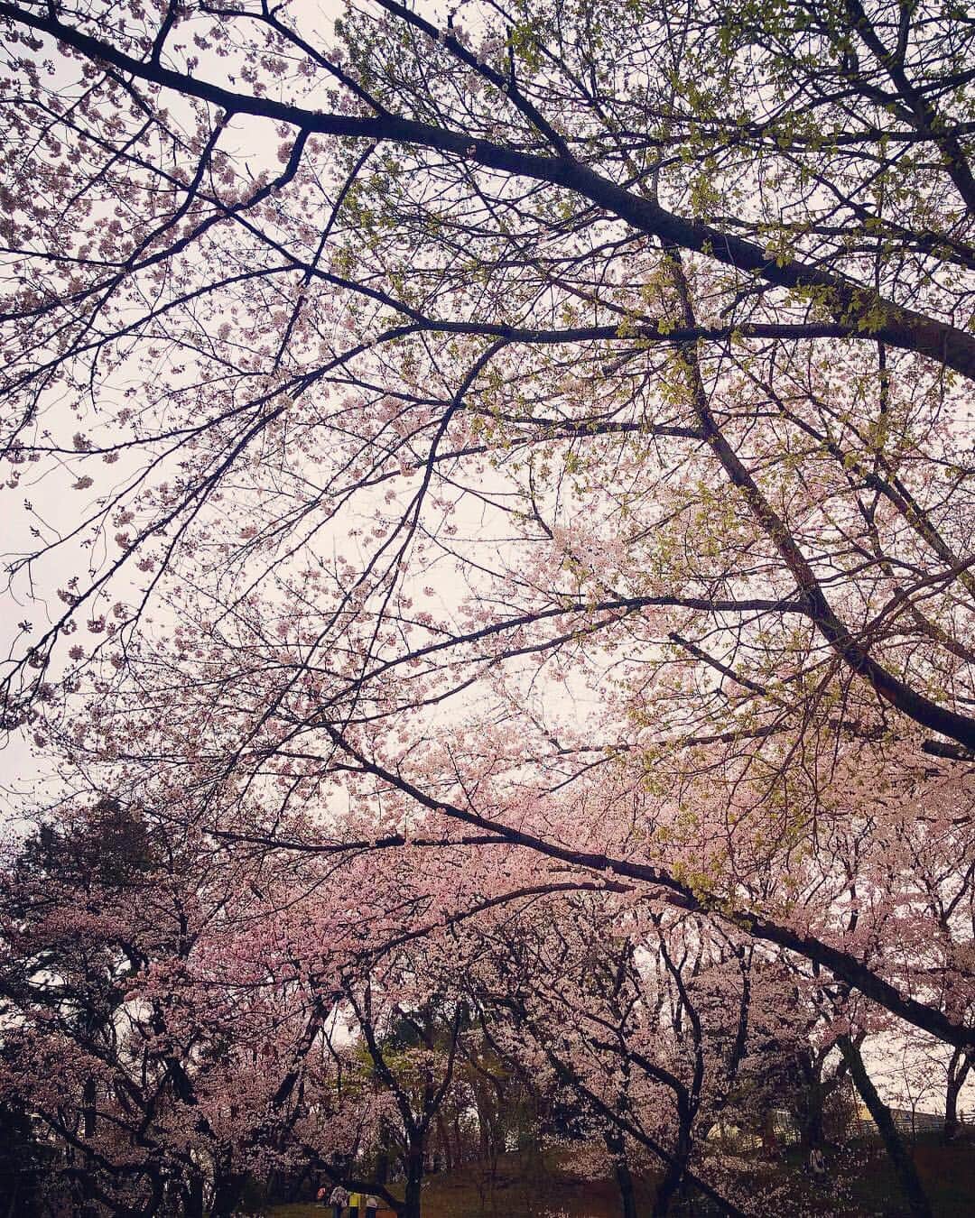 東郷祐佳さんのインスタグラム写真 - (東郷祐佳Instagram)「6月9日（日）久しぶりのライブが決定しました♪ まだ少し先になりますが、お時間空けておいて頂けたら嬉しいです^ ^ 詳細はまた、随時UP致します！ . それにしても今日は寒い！！ 桜もだいぶ散ってきてしまいましたが、私はまた葉桜もなかなか好きです🌸 . 久しぶりに皆さんとお会いできるのを楽しみにしながら！ 気温差で体調崩さないように、皆さんも気をつけてください♪ . #東郷祐佳  #live #comingsoon」4月10日 11時50分 - yuka_togo_official
