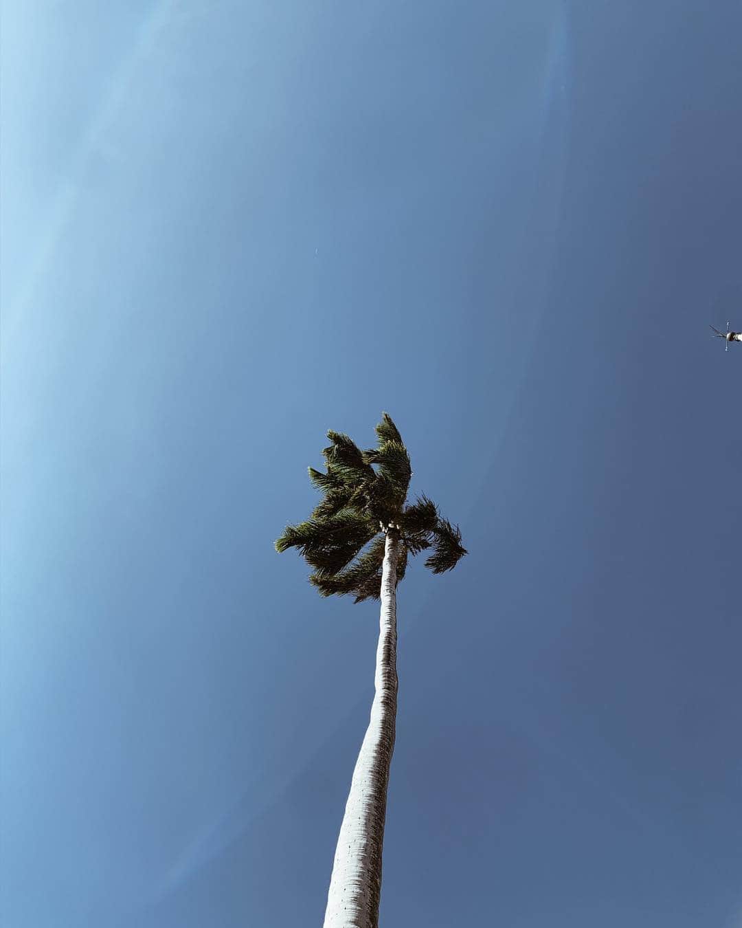 春名亜美さんのインスタグラム写真 - (春名亜美Instagram)「よく見ると、ヤシの木も色んな種類があることに今回気づく 笑 #おそ ・ ・ #Hawaii #ハワイ #palmtree #palm #hawaiilife #ハワイ暮らし #ハワイ生活」4月10日 12時01分 - amiharunaami