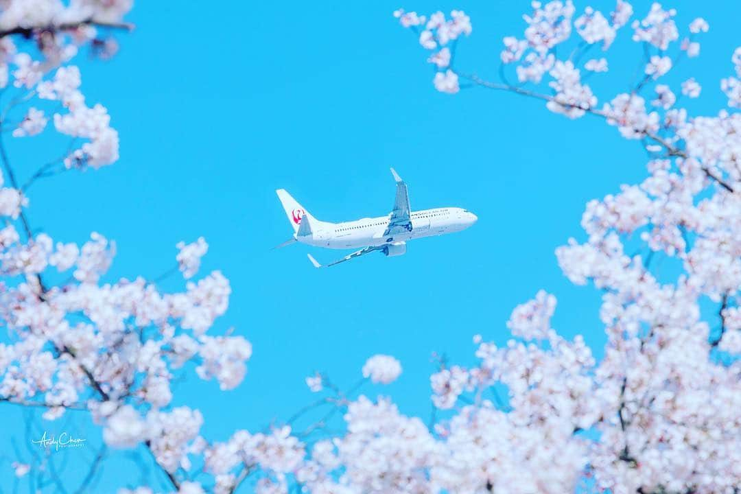 アンディ・チェンさんのインスタグラム写真 - (アンディ・チェンInstagram)「#FlyJAL #JapanAirlines ⠀ #travel #airplane #springiscoming #springisintheair⠀ #桜 #春 #福岡旅行 #福岡城 #fukuoka #fukuokatrip #fukuokatravel」4月10日 12時02分 - myhiro99