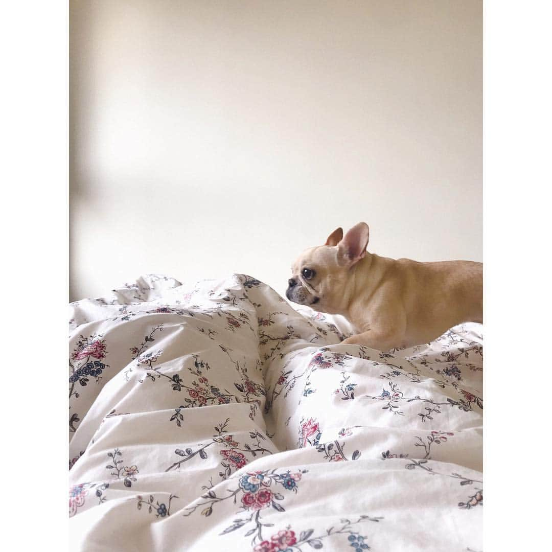 千田愛紗さんのインスタグラム写真 - (千田愛紗Instagram)「はしるいぬ #frenchbulldog」4月10日 12時07分 - aisa1108