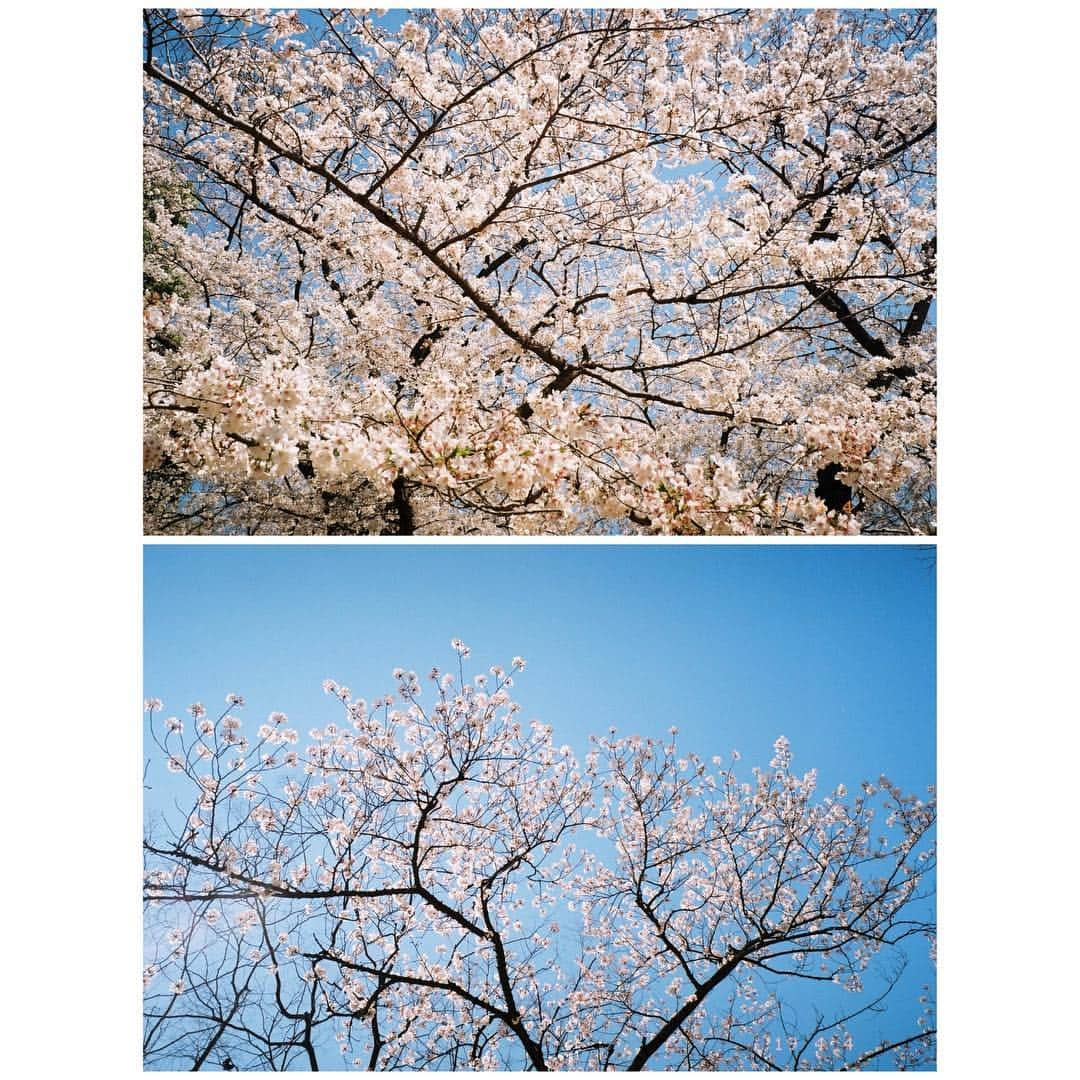 杉咲花さんのインスタグラム写真 - (杉咲花Instagram)「桜桜桜。 今日は雨だけど。晴れて欲しいなぁ」4月10日 12時10分 - hanasugisaki