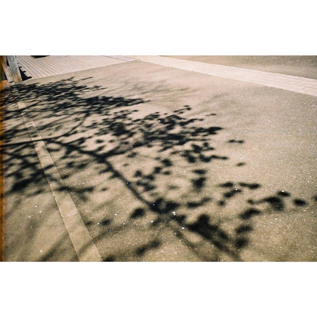 杉咲花さんのインスタグラム写真 - (杉咲花Instagram)「桜桜桜。 今日は雨だけど。晴れて欲しいなぁ」4月10日 12時10分 - hanasugisaki