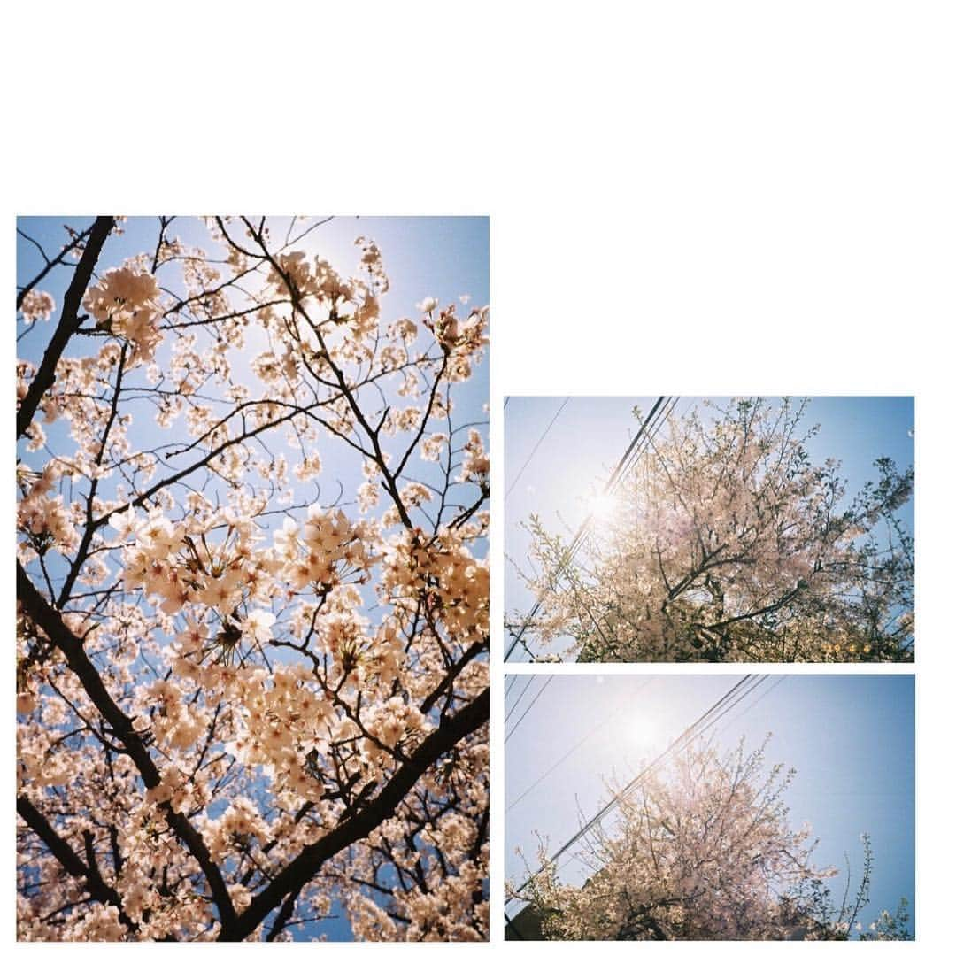 杉咲花さんのインスタグラム写真 - (杉咲花Instagram)「桜桜桜。 今日は雨だけど。晴れて欲しいなぁ」4月10日 12時10分 - hanasugisaki