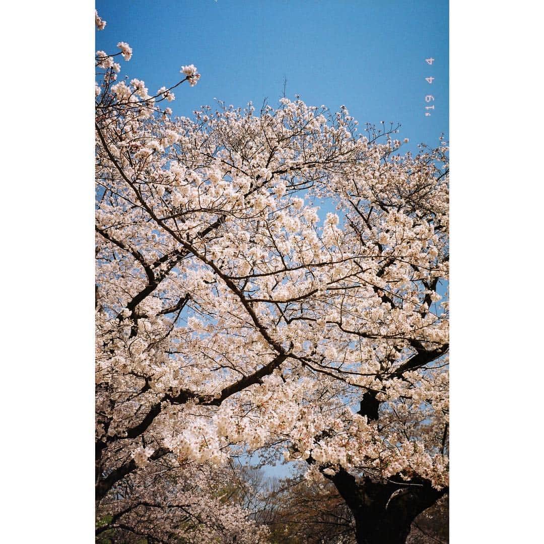 杉咲花のインスタグラム：「桜桜桜。 今日は雨だけど。晴れて欲しいなぁ」