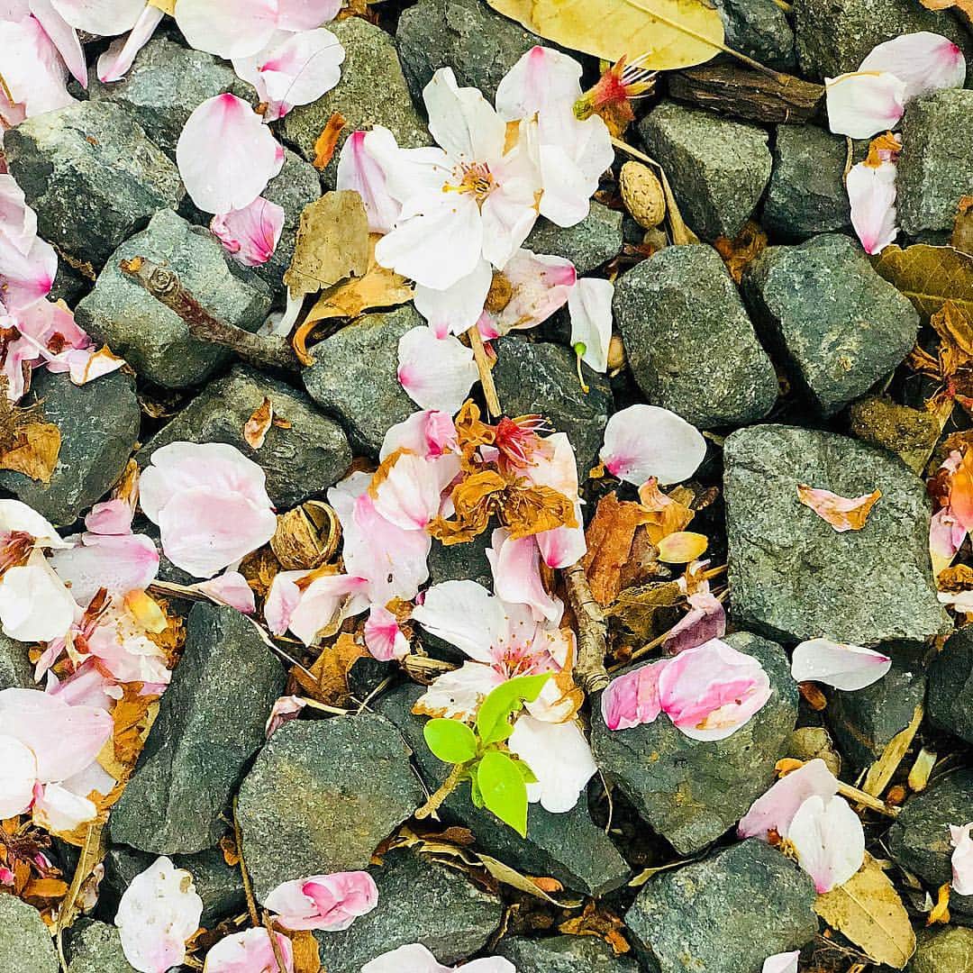 立花サキさんのインスタグラム写真 - (立花サキInstagram)「🌸ありがとう💓  #japan #flower #日本 #桜 #花」4月10日 23時09分 - tachibanasakichaso