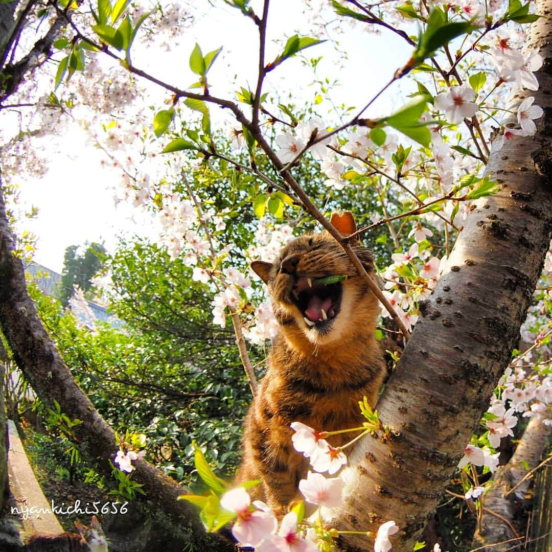 路地裏のにゃん吉さんのインスタグラム写真 - (路地裏のにゃん吉Instagram)「桜喰らう猫 Cat crawling on cherry blossoms  #桜 #แมว #igersjp#ねこ#猫#ig_japan#ねこ部#ふわもこ部#野良猫#にゃんすたぐらむ#みんねこ #cats#ファインダー越しの私の世界 #catsofinstagram#catstocker#instagramjapan##catloversclub#ペコねこ部#ピクネコ #東京カメラ部#icu_japan#team_jp_西 #고양이#nekoclub #catstagram#japan_photo_now #bestcatclub #loves_nippon#balousfriends#getolympu」4月10日 23時10分 - nyankichi5656