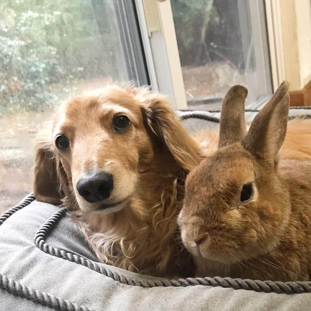 Chieko Shibutaさんのインスタグラム写真 - (Chieko ShibutaInstagram)「たろー🐶＆うじゃこ🐰 地方☔️ たろー！ 今日も☔️だね⤵︎ お留守番の日🏠⤵︎ まだ 帰ってこないよー！😢🐰✨ 💕✨🐶🍀🐰✨💕 #dachshund #dachshunds #dachshundlove #dog #dogs #doglove #instadog #instagram #instagood #pet #pets #petsagram #cute #cutepe #cutepet #cutedog #cuteanimals #likes #09076999576 happy #smile #rabbit #ラビット #ミニュチュア #ミニュチュアダックス  #ミニュチュアダックスフント #うさぎ部 #うさぎ #ダックス #ダックスフンドロングヘアー#ねざーらんどどわーふ」4月10日 23時08分 - chieko.81