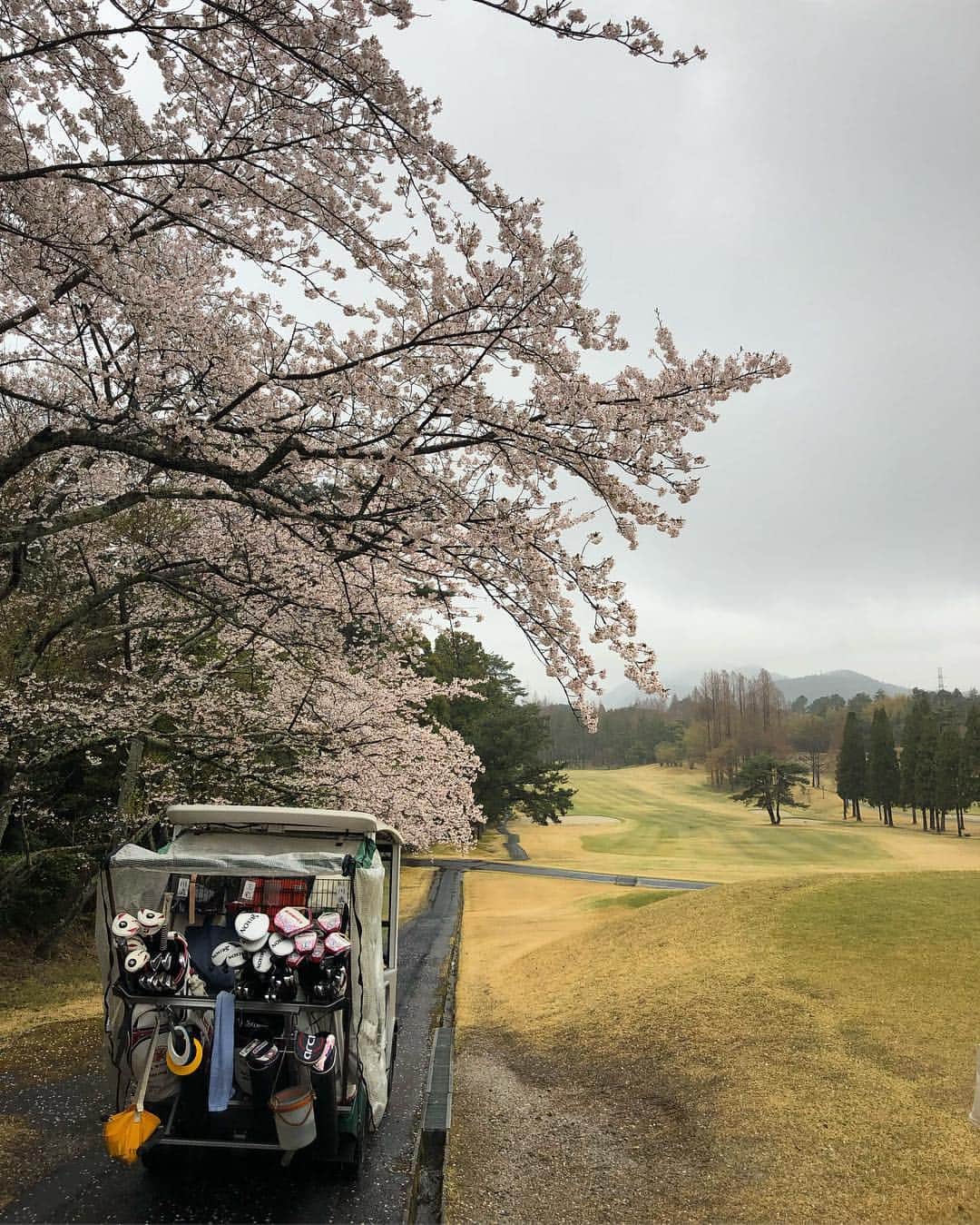 のインスタグラム：「今週は滋賀県、琵琶湖カントリー倶楽部で ハナサカヤンマーレディースです！ 寒さと雨の中、無事にコースチェック。 桜は満開🌸 お腹もいっぱい😋それはいつもか🤔  # kissmark # Kolwin # TeamGolf5 # AlpenGroup # カストロール # 長寿乃里 # オリオンビール # LIFEST # 宮古島」