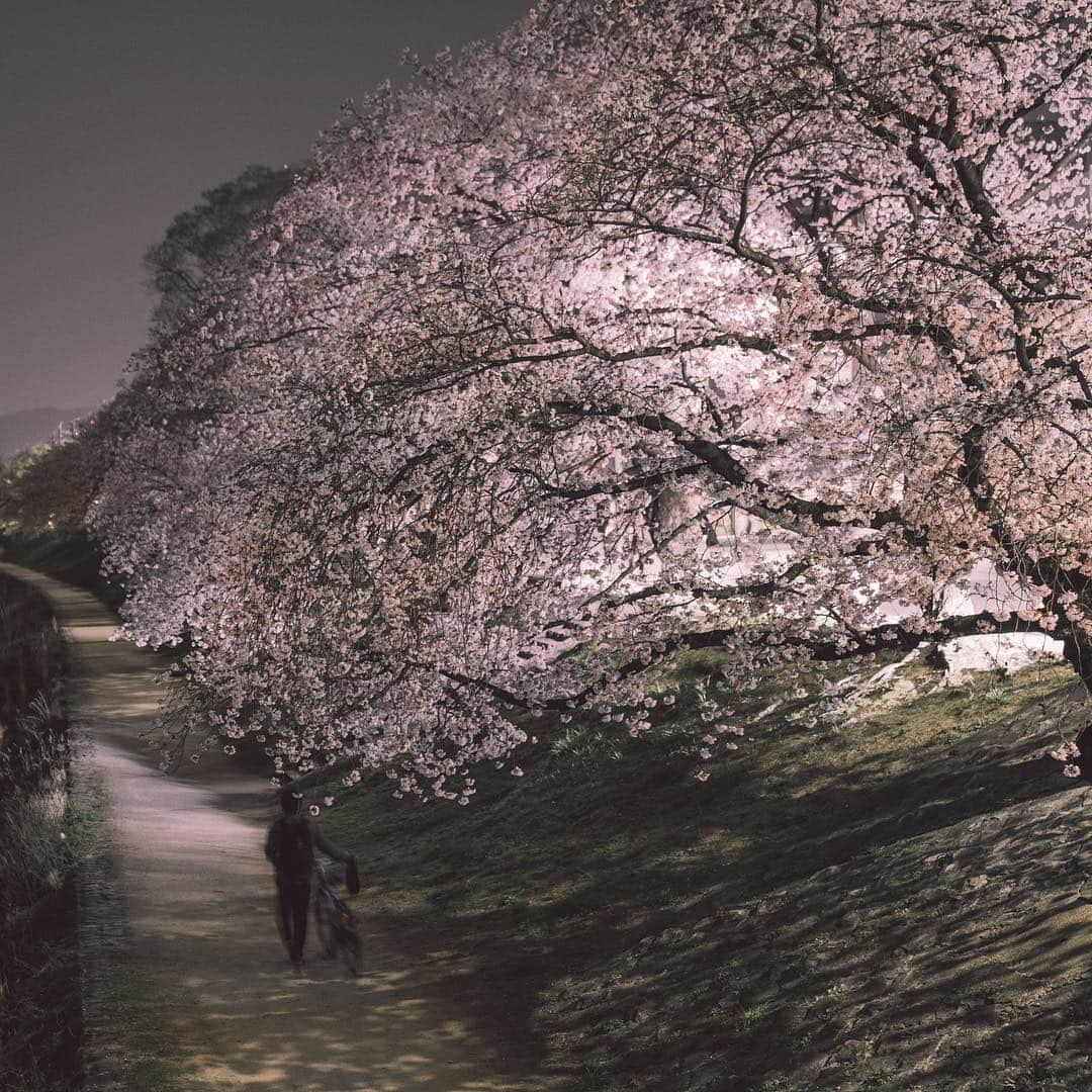 山口淳一さんのインスタグラム写真 - (山口淳一Instagram)「〝Cold..〟 冬がしつこい。 - #japan #kyoto #cherryblossom #night #hate #cold #日本 #京都 #桜 #寒い #寒い #寒い」4月10日 21時44分 - junichi_yamaguchi