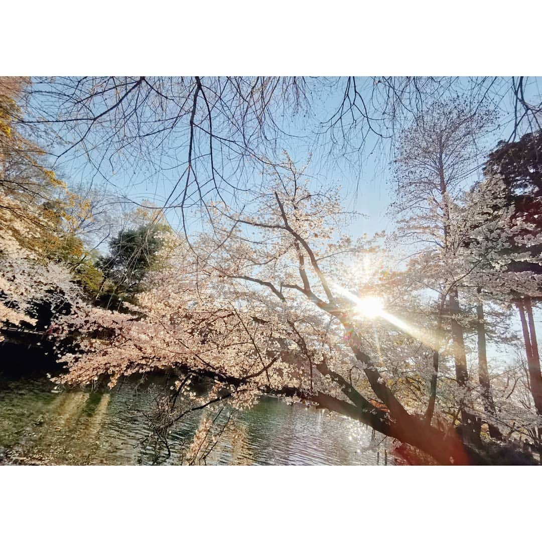 ダンソン・タンのインスタグラム：「📸📸📸🌸🌸🌸 #DT視角 #唐禹哲 #东京 #櫻花  #HOTHEART #SEVENDAYS #DT #TOKYO #cherryblossom #sakura」