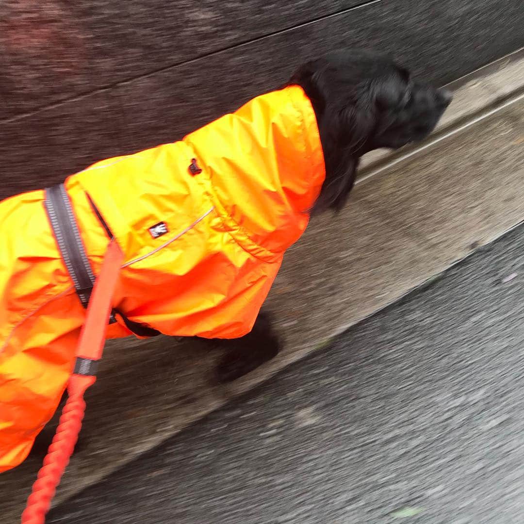 akkoさんのインスタグラム写真 - (akkoInstagram)「雨が降ってたって、お散歩に行かない日はありません😆☔️ #akko #akkostagram #mll」4月10日 21時46分 - mllakko