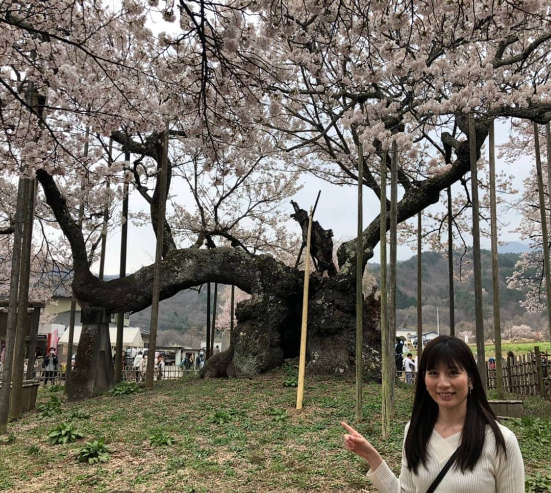千種ゆり子さんのインスタグラム写真 - (千種ゆり子Instagram)「【4/10千種ゆり子の空てんき】 日曜日にいった場所は、山梨県北杜市の山高神代桜でした♥️ . 正解された方もいましたね✨ . #桜 #サクラ #さくら #山高神代桜 #神代桜 #山梨県 #山梨 #北杜市 #日本三大桜」4月10日 21時48分 - chikusa_yuriko