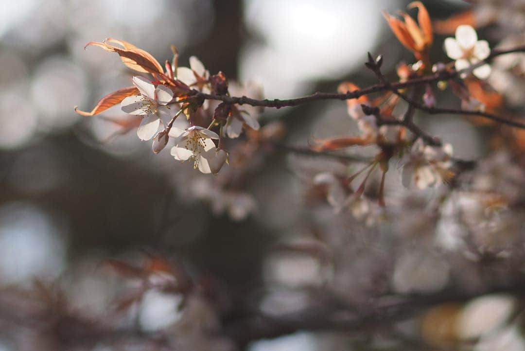 anemone_69さんのインスタグラム写真 - (anemone_69Instagram)「. 通勤路にある #ヤマザクラ は 今が見頃❀ . …それにしても寒かった。 . . #山桜 #sakura #サクラ #桜 #cherryblossom . . .」4月10日 21時49分 - powf