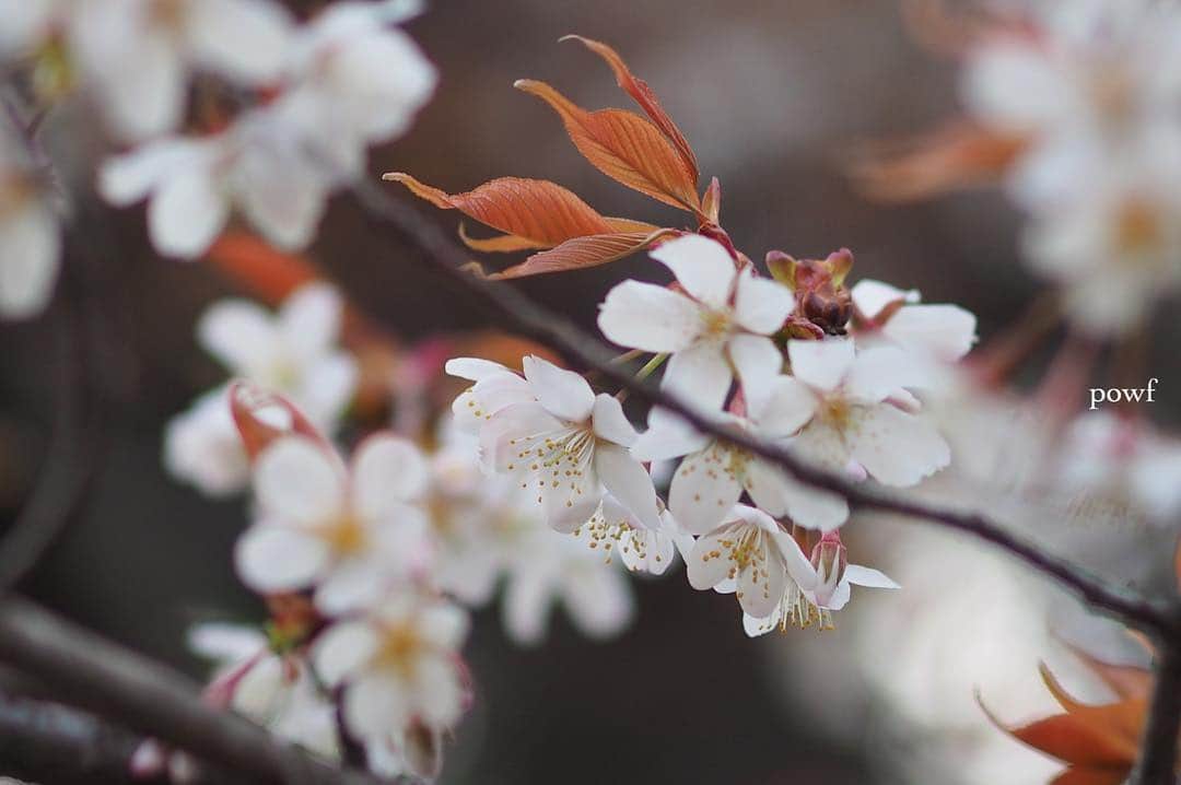 anemone_69さんのインスタグラム写真 - (anemone_69Instagram)「. 通勤路にある #ヤマザクラ は 今が見頃❀ . …それにしても寒かった。 . . #山桜 #sakura #サクラ #桜 #cherryblossom . . .」4月10日 21時49分 - powf