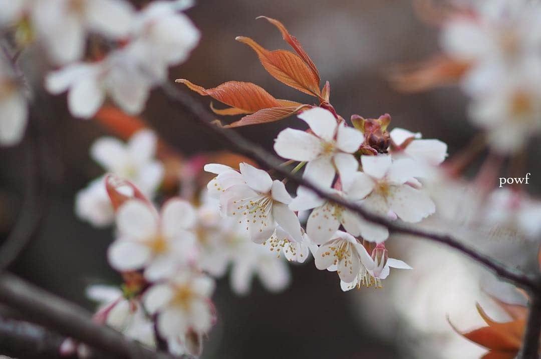 anemone_69のインスタグラム：「. 通勤路にある #ヤマザクラ は 今が見頃❀ . …それにしても寒かった。 . . #山桜 #sakura #サクラ #桜 #cherryblossom . . .」