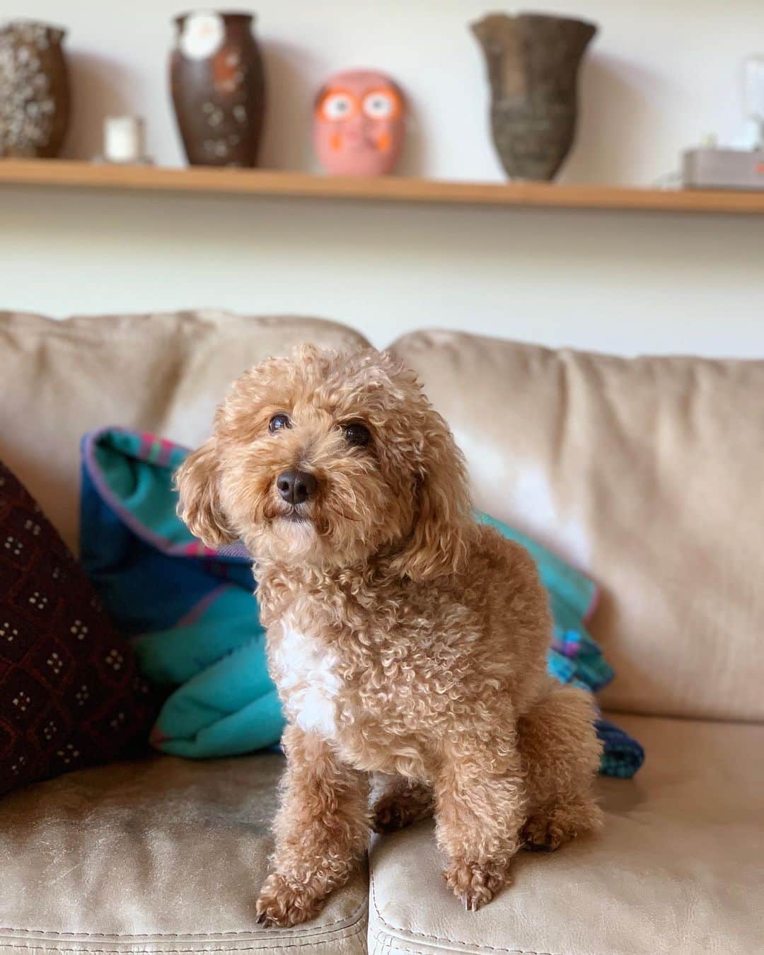 NAOTA（ナオタ）さんのインスタグラム写真 - (NAOTA（ナオタ）Instagram)「今日のシンバ🐶  #今日の一枚 #photooftheday  #といぷーどる部  #シンバ #simba #love #別荘ライフ」4月10日 22時01分 - naotasaito