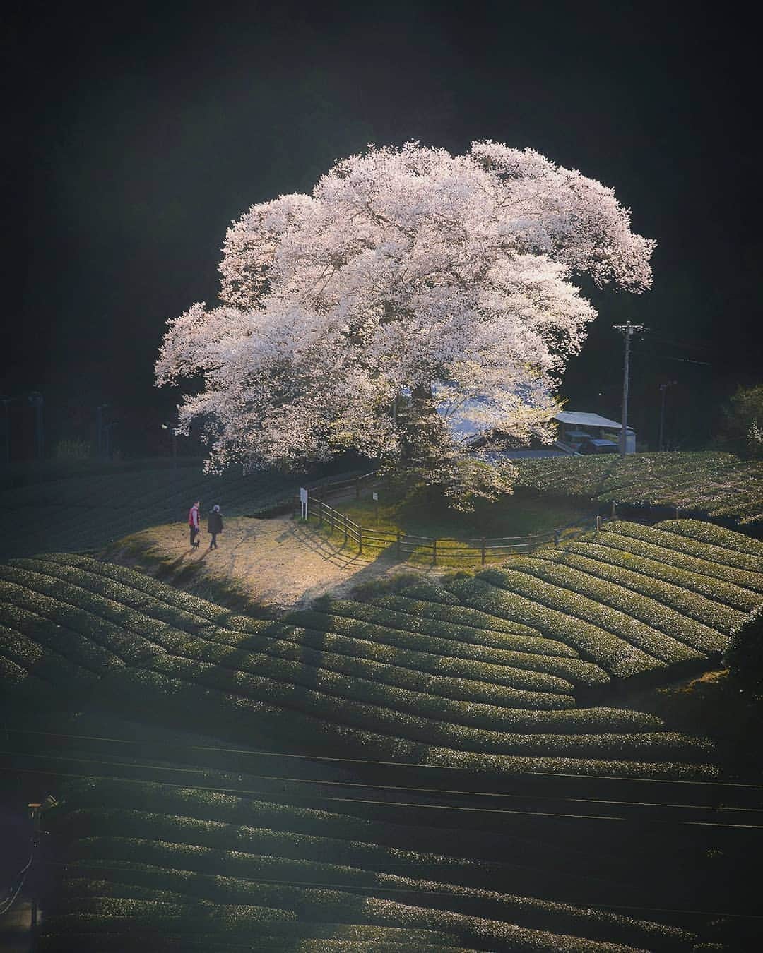 Berlin Tokyoさんのインスタグラム写真 - (Berlin TokyoInstagram)「Time flows slowly under the great cherry blossom tree as if it is longing for never ending spring. . . 📍Shizuoka, #japan」4月10日 22時06分 - tokio_kid