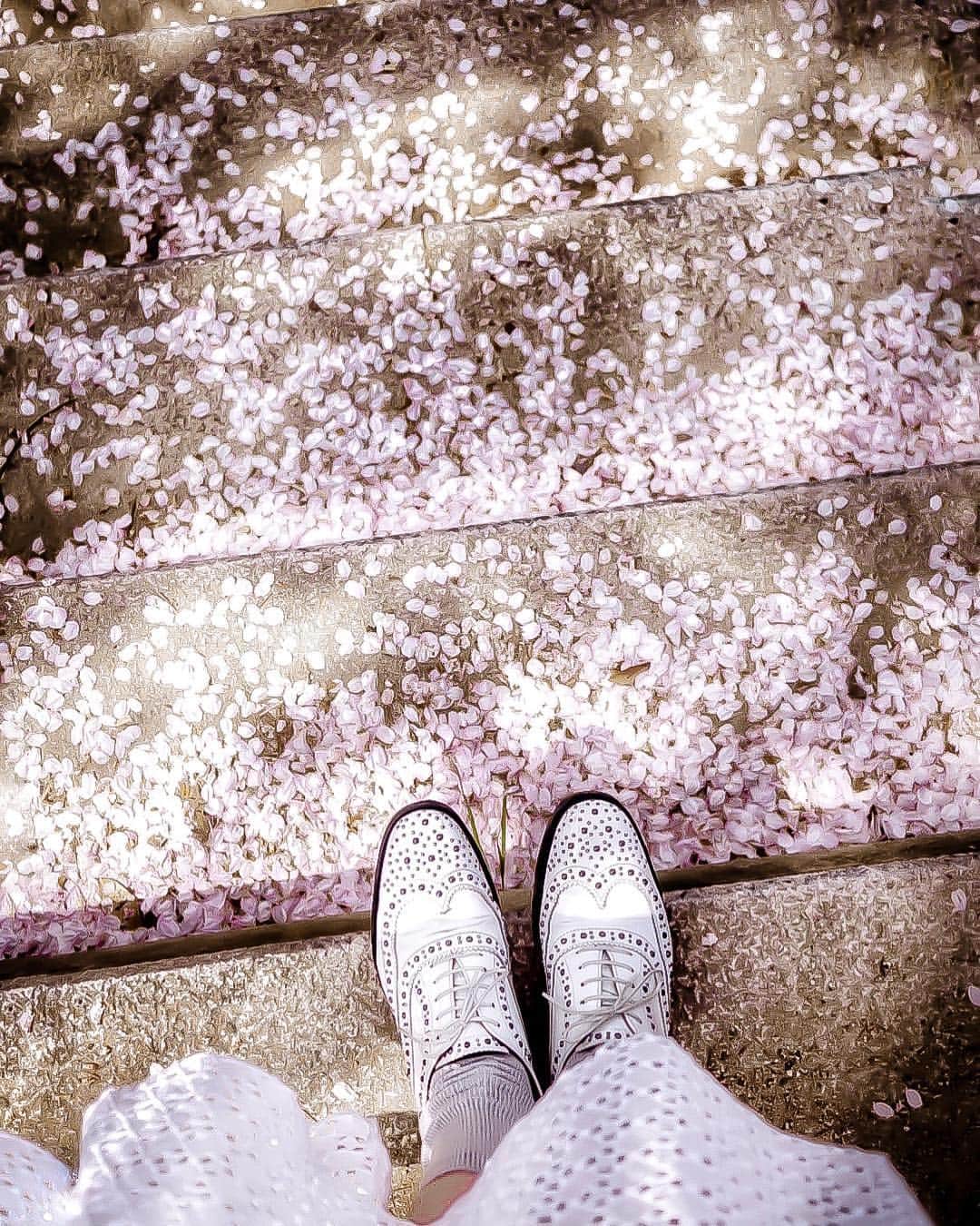 のインスタグラム：「𖡼⚘ chrerry blossom confetti˚₊*̥°˖*𓁙 ‥‥‥‥‥‥‥‥‥‥‥‥‥‥‥‥‥‥‥‥‥‥‥‥‥‥‥‥‥‥‥‥‥ #travelgram#travelpics#travelaweson#lifewelltraveled#wonderful_place#amazingdestination#lookoftheday#lookdown#selfeet#selfie#lookdownclub#flowers#flowerporn#flowerslovers#flowerstyles#floweroflife#flower_perfection#flowerstagram#flowerporn#feedfeed#simplepleasures#momentslikethese#blooms#flowertalking#bouquet#bouquets#cherryblossom#kyotosightseeing#ihavethisthingwithtiles#27cafebymarioncrepes#そうだ京都いこう」