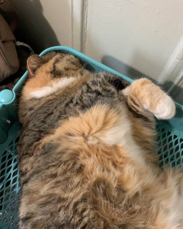Tinaのインスタグラム：「Scritches, Scritches, Scritches!🥰」