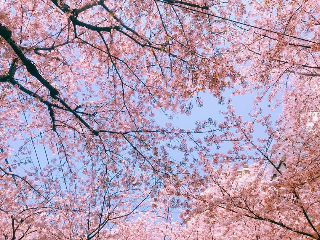 板橋よしえさんのインスタグラム写真 - (板橋よしえInstagram)「🌸🌸🌸」4月10日 22時20分 - candy_yoshie