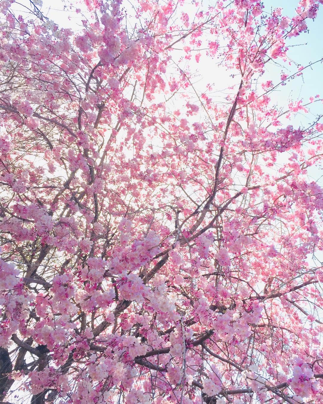 伴都美子さんのインスタグラム写真 - (伴都美子Instagram)「本当に綺麗だったんだよ。 * * * #🌸 #桜 #cherryblossom #熊本 #山都町」4月10日 22時23分 - van._doasinfinity