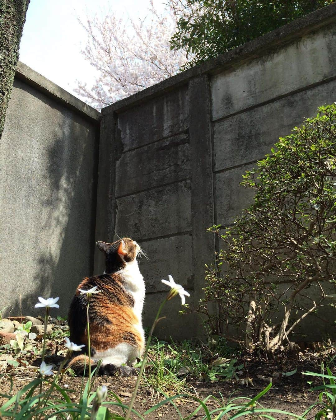 山田稔明さんのインスタグラム写真 - (山田稔明Instagram)「ポッちゃんが最後に見た桜。2014年の春の写真。#山田ポチ」4月10日 22時30分 - toshiakiyamada