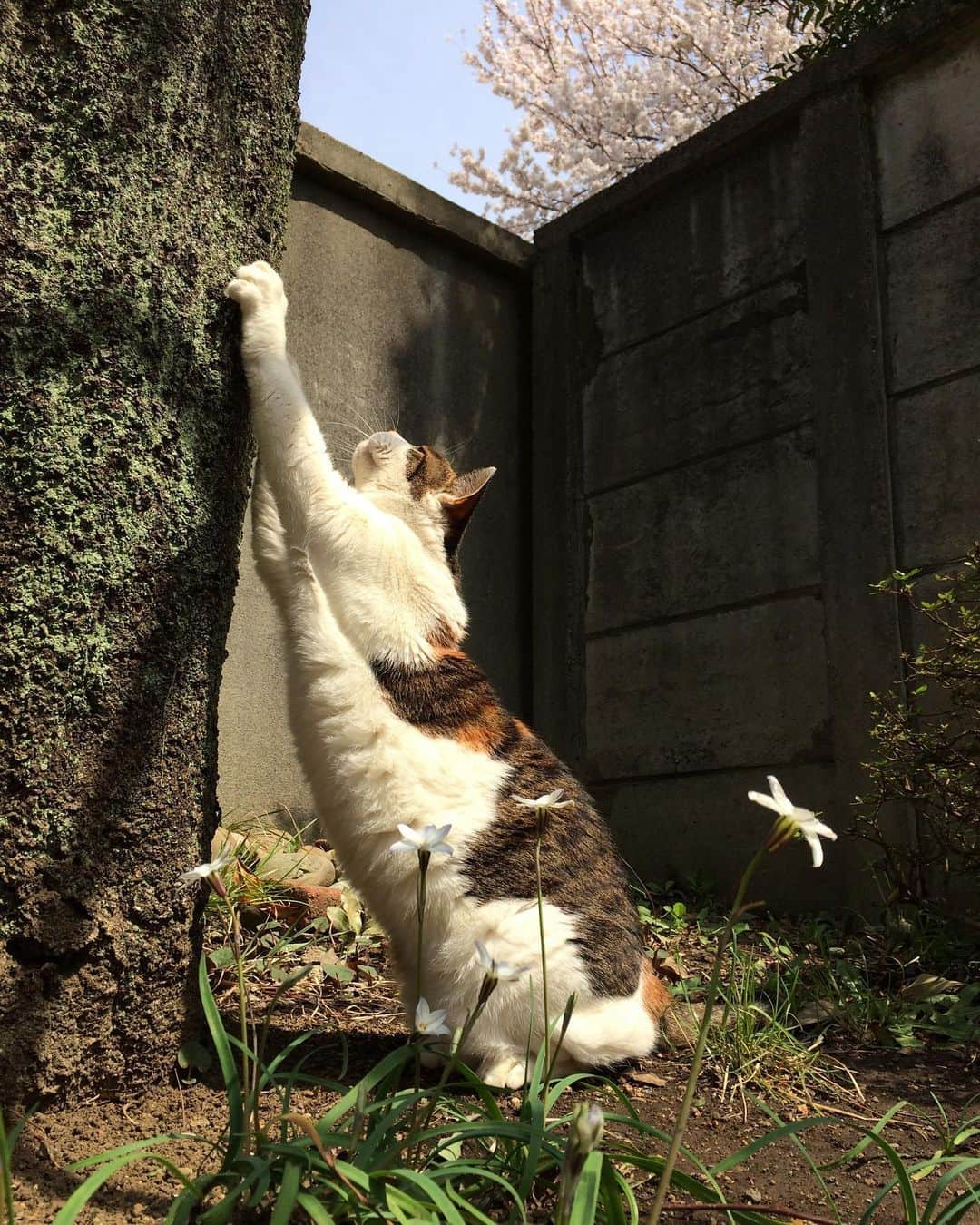 山田稔明さんのインスタグラム写真 - (山田稔明Instagram)「ポッちゃんが最後に見た桜。2014年の春の写真。#山田ポチ」4月10日 22時30分 - toshiakiyamada