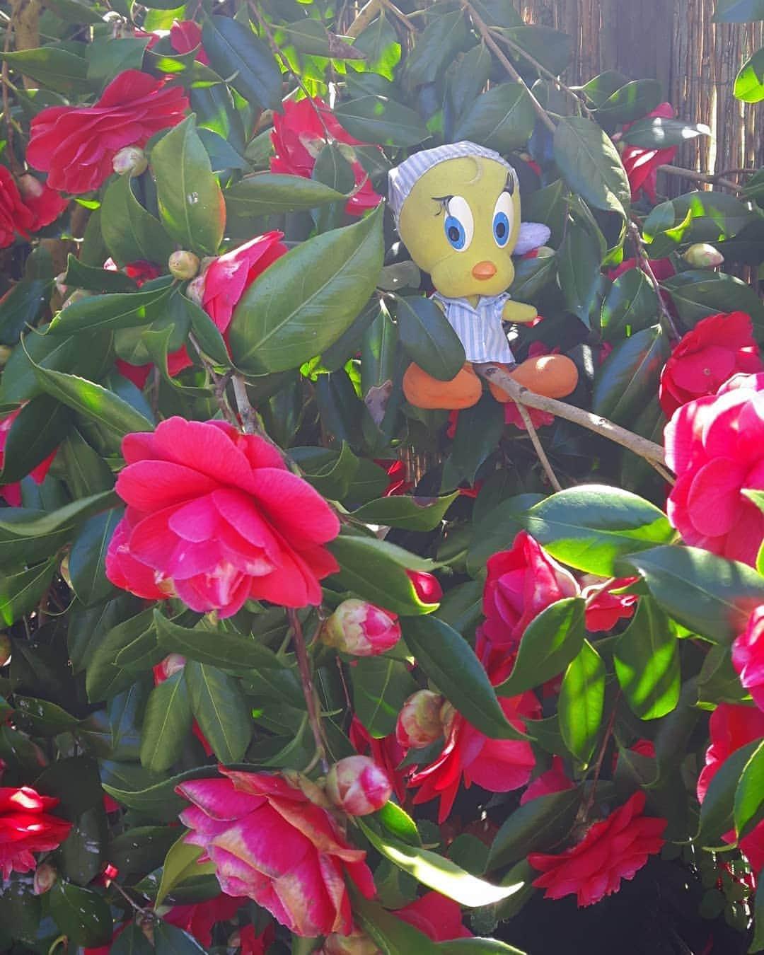 Little Yellow Birdさんのインスタグラム写真 - (Little Yellow BirdInstagram)「Every year my Camellia has more flowers! Such a beauty!! #littleyellowbird #tweety #tweetykweelapis #adventures #yellow #bird #camellia #camelia #red #flowers #spring #lente #april #garden #wednesday #sunnyday #sun #stuffedanimalsofinstagram #plushiesofinstagram」4月10日 22時44分 - tweetykweelapis