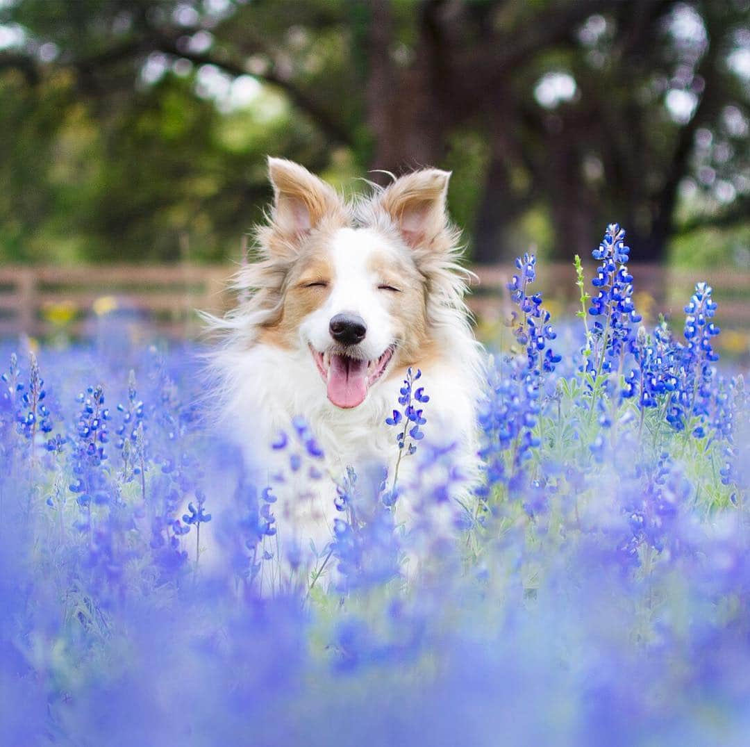 Jazzy Cooper Fostersさんのインスタグラム写真 - (Jazzy Cooper FostersInstagram)「More Baby Blue Bonnets 🦋」4月10日 22時40分 - bordernerd