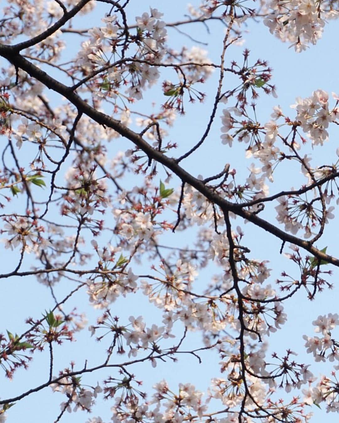 mar.ayaさんのインスタグラム写真 - (mar.ayaInstagram)「🌸 . . . . 桜、下から緑が出てた🌿 花びらは散ってた🤔 でも散った花びらが川に落ちて流れになってて綺麗だった。 はないかだ というらしい！ 綺麗な日本語☺︎ . . . . #お花見 #photography」4月10日 22時56分 - mar.aya