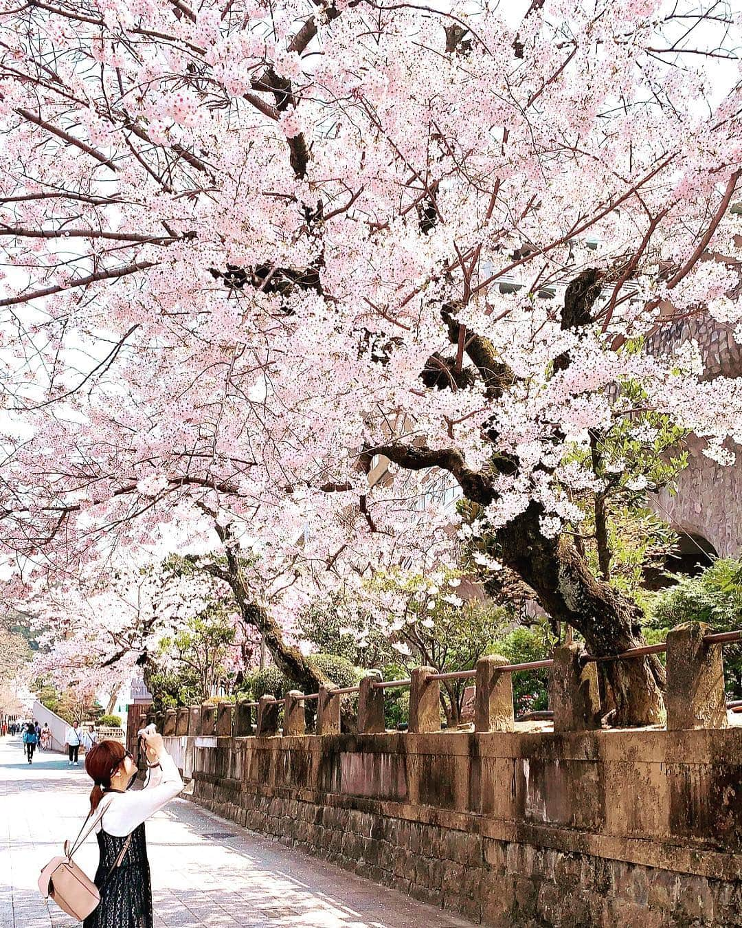 浜田真衣さんのインスタグラム写真 - (浜田真衣Instagram)「京都でお花見٭❀* 「京都の桜いいよ!!」と 周りからよく聞いていたのですが、 これまで1度も見に行ったことがなくて。  今回「見たことがないから」 という理由で行ってきました❀ 実際に見たら本当に感動で🌸  京都ならではの街並みや雰囲気と 綺麗な桜の組み合わせが最高だった♡ 写真を見るだけでも綺麗だと思っていたけど 見るとまた全然違う!! 百聞は一見にしかず、ですね💐  #浜田真衣 #関西モデル #MC #リアルシンデレラストーリー #monaカフェ #MONA #モデル関西 #京都 #京都桜 #おはなみ #桜写真 #ぶらり旅 #京都観光  ーーーーーーーーーーーーーー  宣伝🌸  Line@(ID):@bkj4113l  Twitterアカウント:@nna1317  SHOW ROOM:はまD部屋  MONA🌈:@mona_magazine  劇団MONA 神様からの贈り物:@gekidan_mona タカラモノ:@takaramono7722  MONA映画: @jodame_movie」4月10日 22時57分 - nna1317